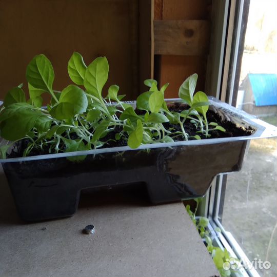 Рассада и семена табака