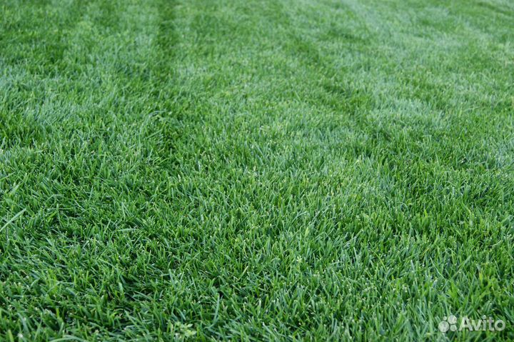 Рулонный газон под ключ
