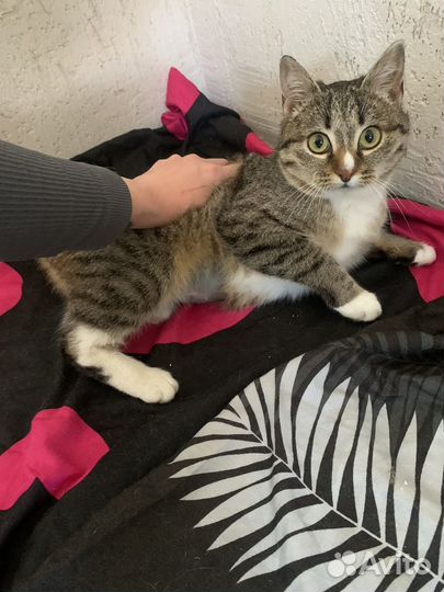 Кошечка в добрые ручки