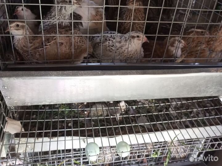 Перепела несушки и петушки