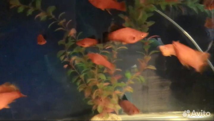 Меченосцы флаговые