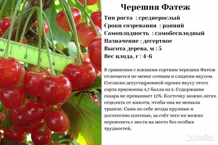 Саженцы черешня
