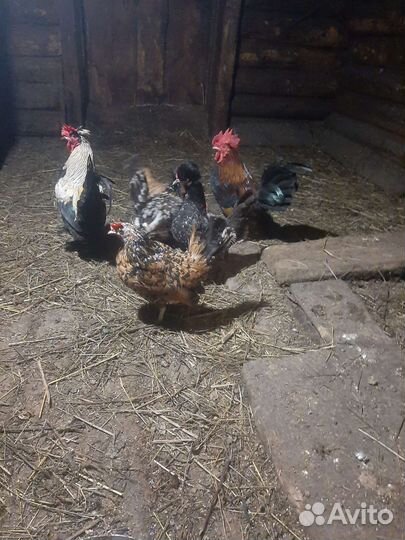 Карликовые куры монгольские бетманки
