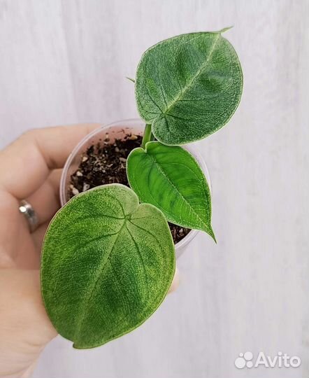 Сингониумы