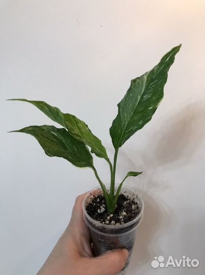 Спатифиллум Даймонд Вариегатный