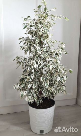 Фикус Белый Красавец