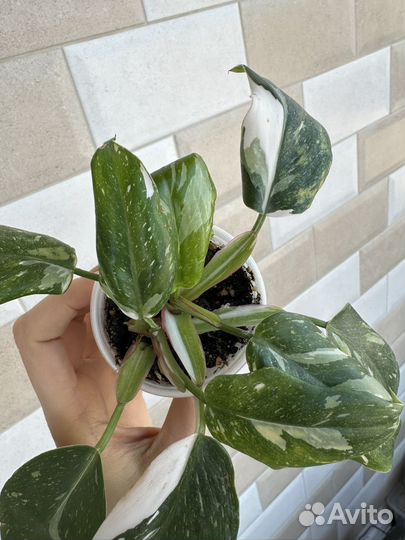 Филодендрон белая принцесса