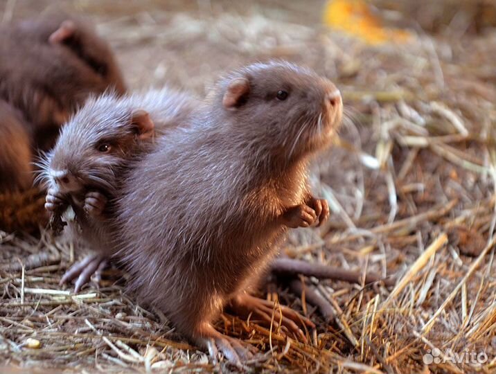 Щенки нутрий разного окраса
