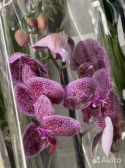Орхидея (фаленопсис)