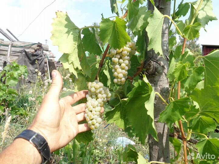 Саженцы винограда продаю