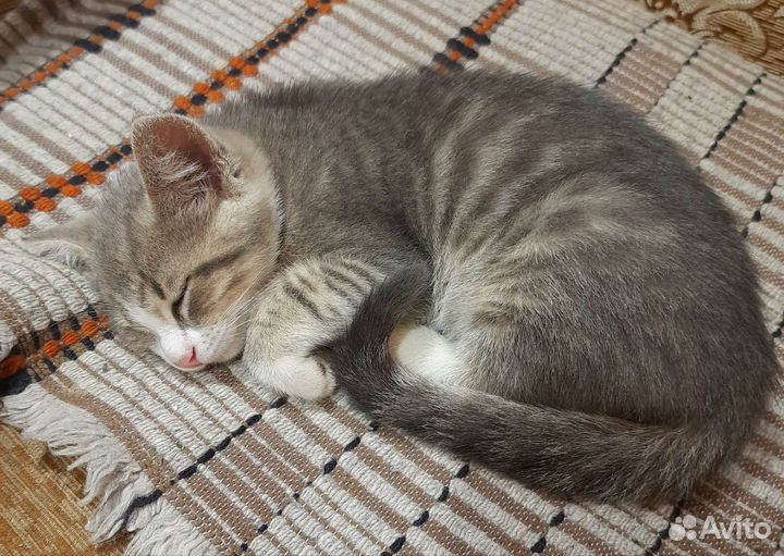 Котик серенький 1 месяц с белыми лапками, доставка