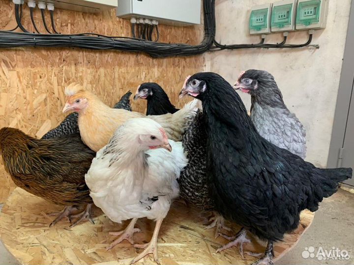 Куры несушки