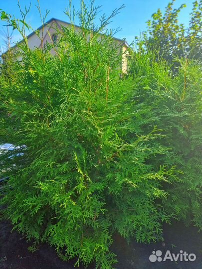 Саженцы туи