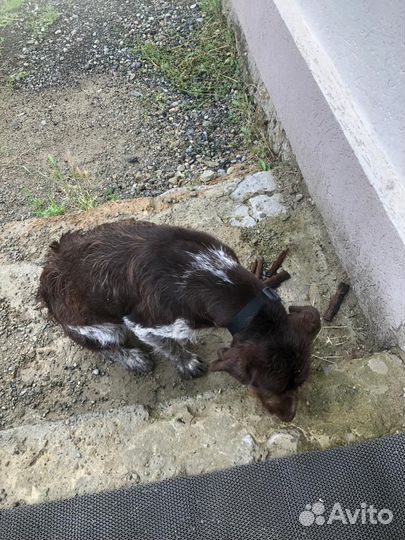 Собака Дратхаар