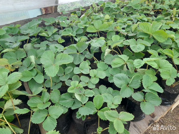 Рассада клубники