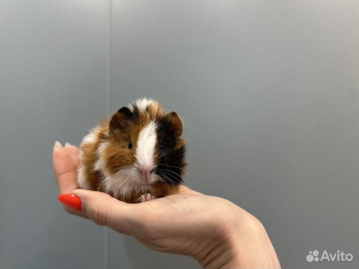 Морские свинки малыши