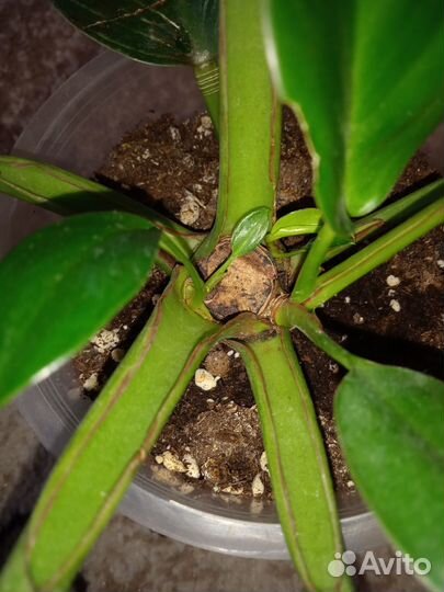 Филодендрон