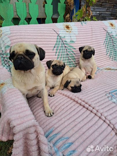 Щенки мопса