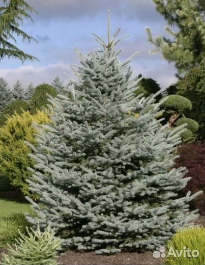 Деревья крупномеры