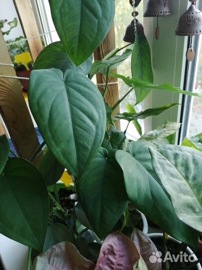 Сингониум макрофиллум