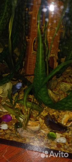 Криптокорина