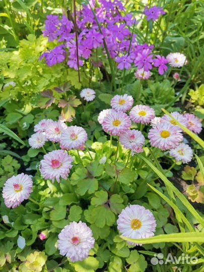 Многолетние цветы