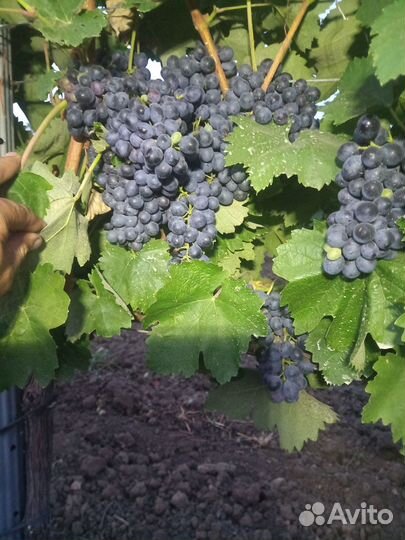Виноград Саперави и Молдова