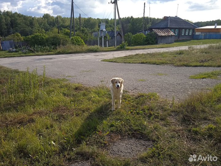 Пёс ищет хозяина