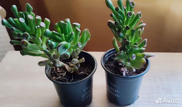 Толстянка хоббит