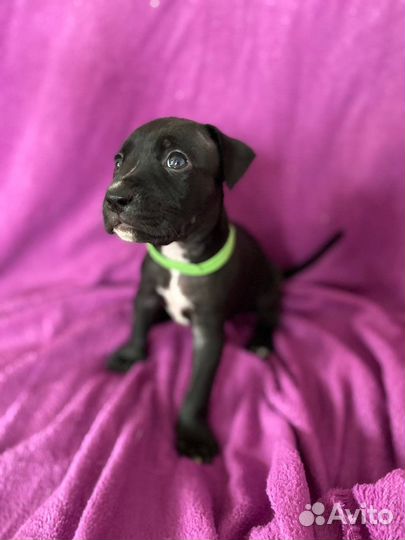 Щенки питбуля