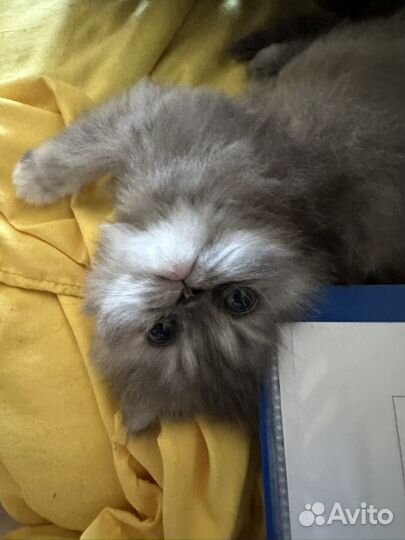 Персидский котенок