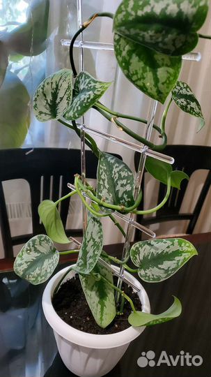 Сциндапсус Пиктус Треби