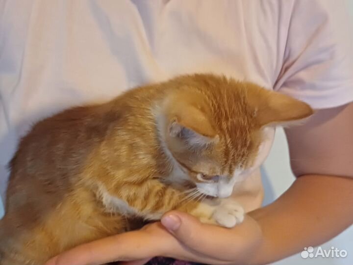 Рыжий котенок мальчик 1 месяц, в добрые руки Сочи