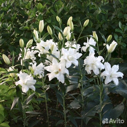 Лилия саженцы Лотус Бьюти