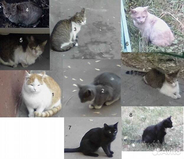 Бездомным кошкам нужен хозяин