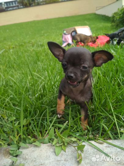 Щенки чихуахуа
