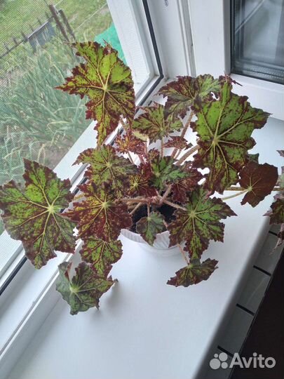 Бегония Клеопатра