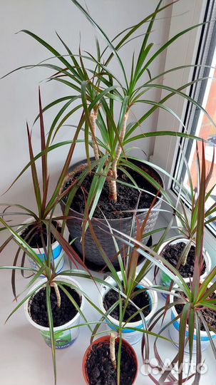 Пальма укорененные ростки