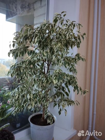 Фикус бенджамина