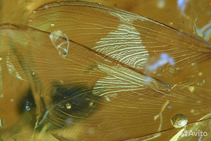 Натуральный балтийский янтарь с включением термита