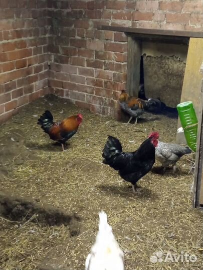 Петухи, яйцо,декоративные корочки