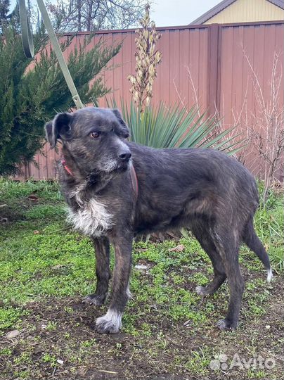 Собака-друг человека, в добрые руки