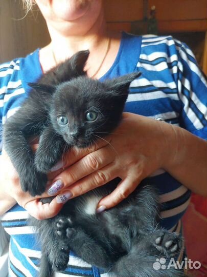 Котики бесплатно в добрые руки мальчик и девочка