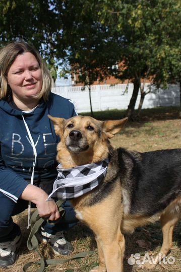 Собака в добрые руки отдам бесплатно