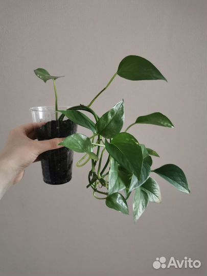 Сциндапсус золотистый