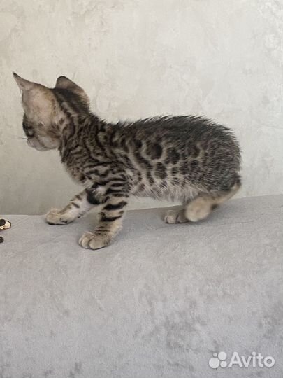 Продам котенка