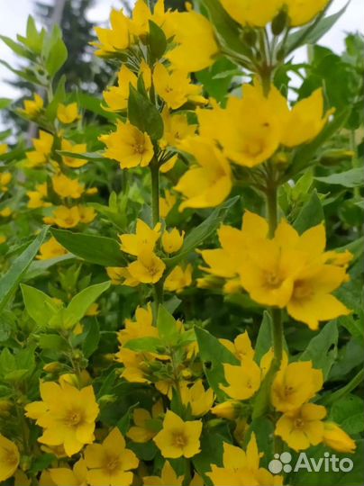 Многолетники садовые (Энотера, Вербейник)