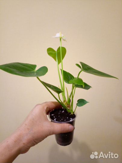 Антуриум. Спатифиллум варегатнй