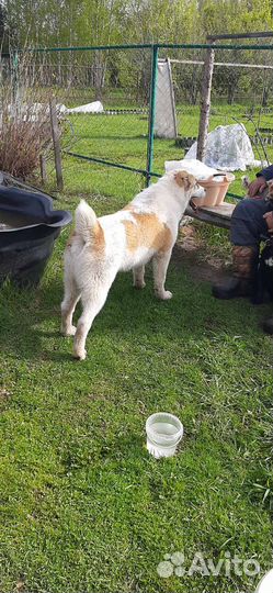 Отдам в добрые руки