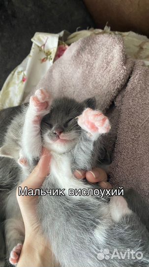 Шотландские котята